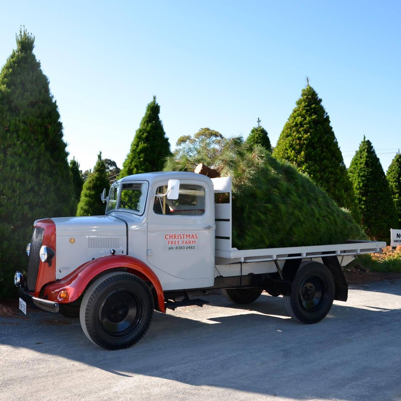Photo of Chandlers Hill Christmas Tree Farm delivery truck loaded with a large freshly cut Christmas tree in front of the forest, ready for delivery to Adelaide, showcasing fresh Christmas trees, forest scenery, and the farm’s professional Christmas tree delivery service