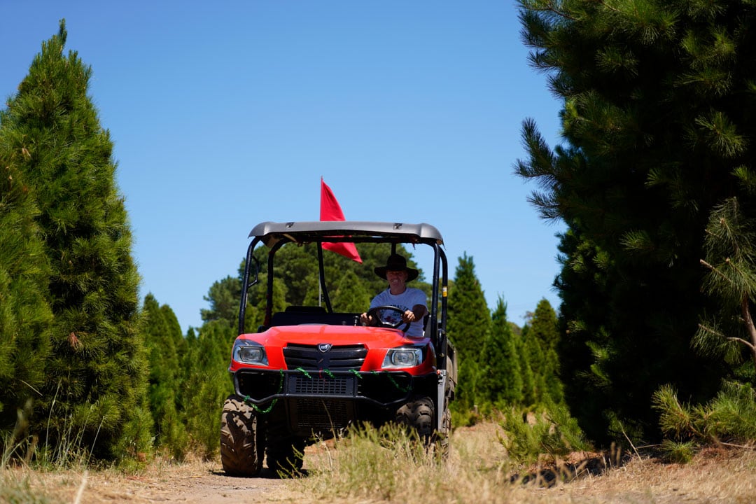 Gator Tractor Transporting Freshly Cut Christmas Tree at Chandlers Hill Christmas Tree Farm, South Australia