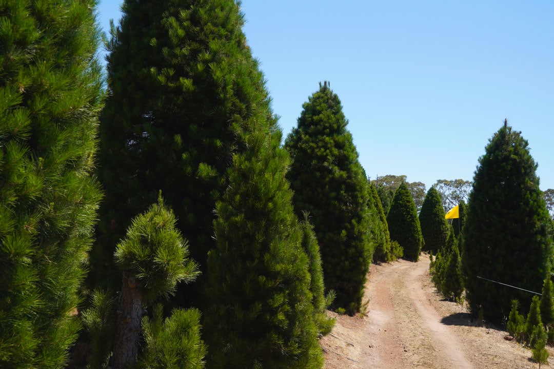 Dirt road view through our Chandlers Hill Christmas tree farm in South Australia, surrounded by rows of fresh Christmas trees ready for the holidays.