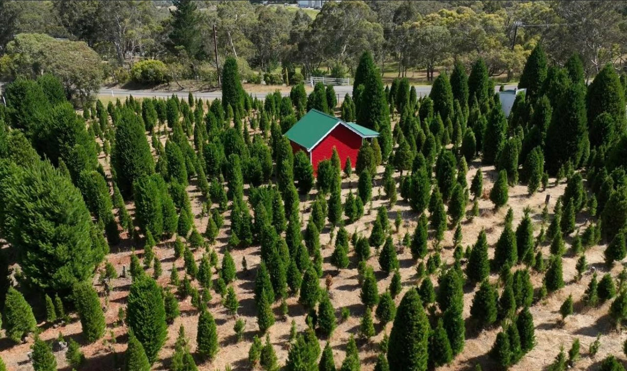 Drone photo showing an aerial view of the forest filled with fresh green Christmas trees and Santa’s red hut at Chandlers Hill Christmas Tree Farm, highlighting the festive holiday atmosphere, family-friendly Christmas experiences, forest scenery, and holiday decorations