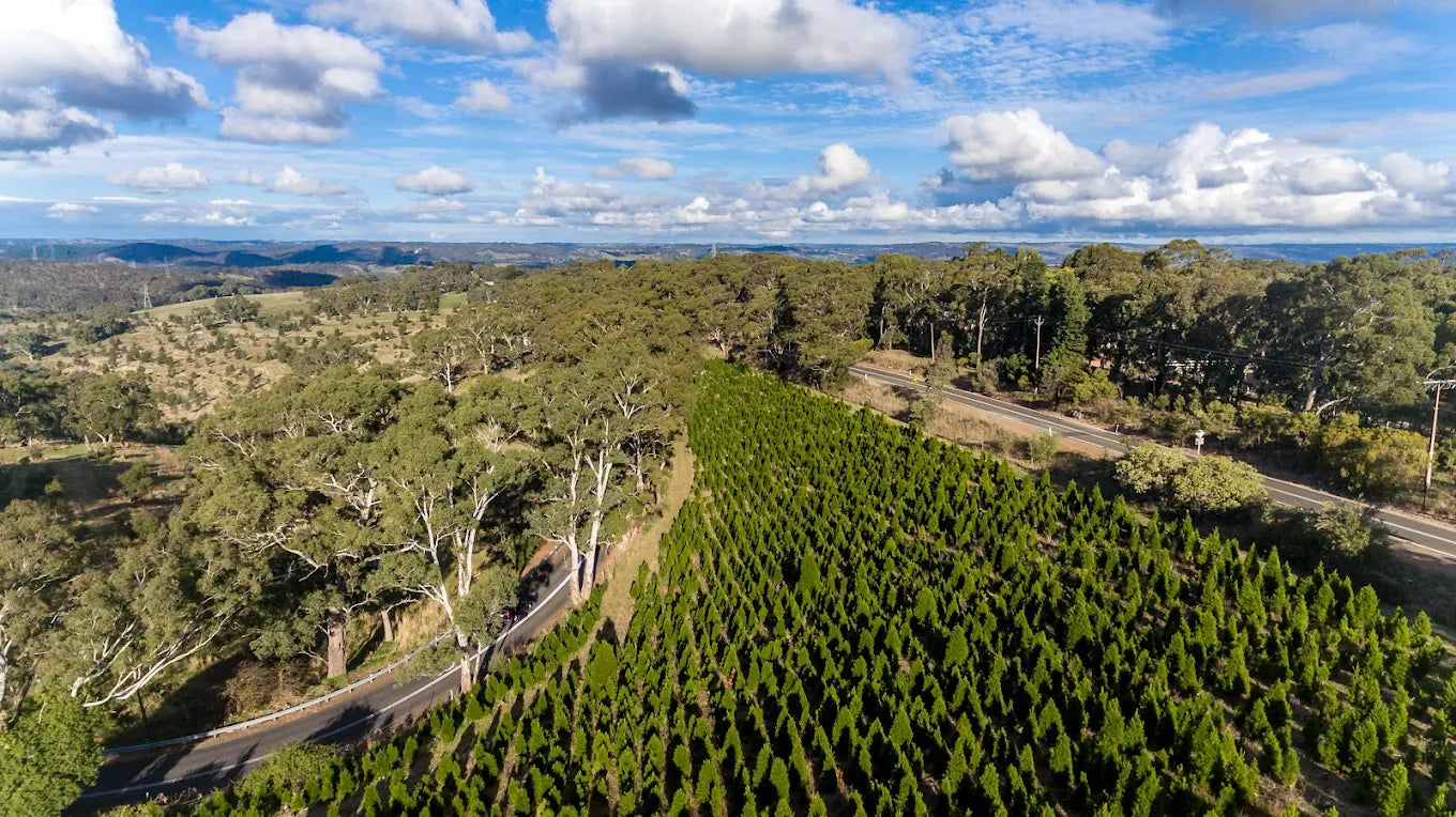 Drone photo showing an aerial view of a dense forest filled with fresh, green, real Christmas trees at Chandlers Hill Christmas Tree Farm, highlighting the lush forest scenery, holiday atmosphere, and family-friendly Christmas experiences