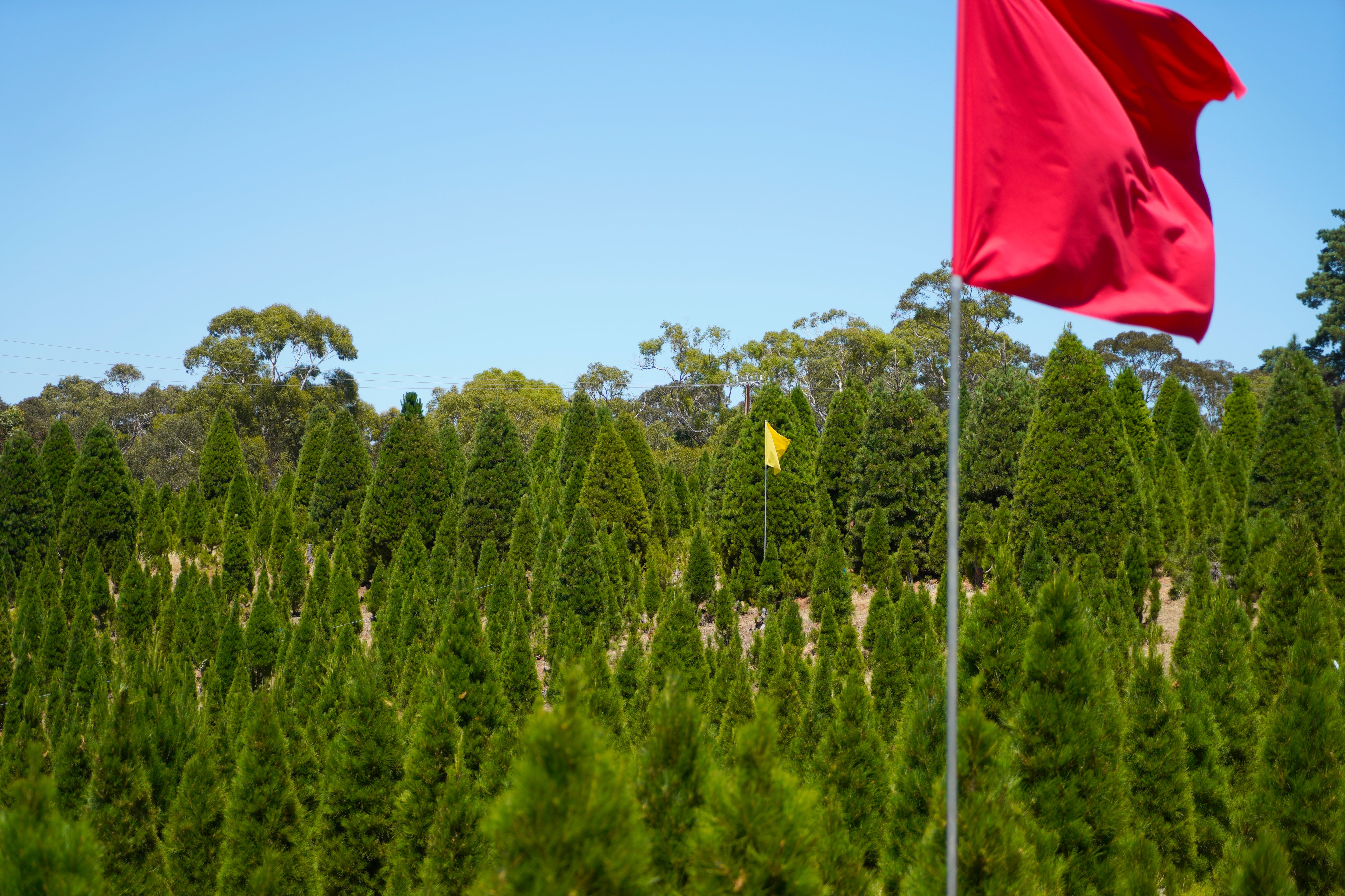 Rows of real Christmas trees growing in the forest at Chandlers Hill Christmas Tree Farm, Adelaide
