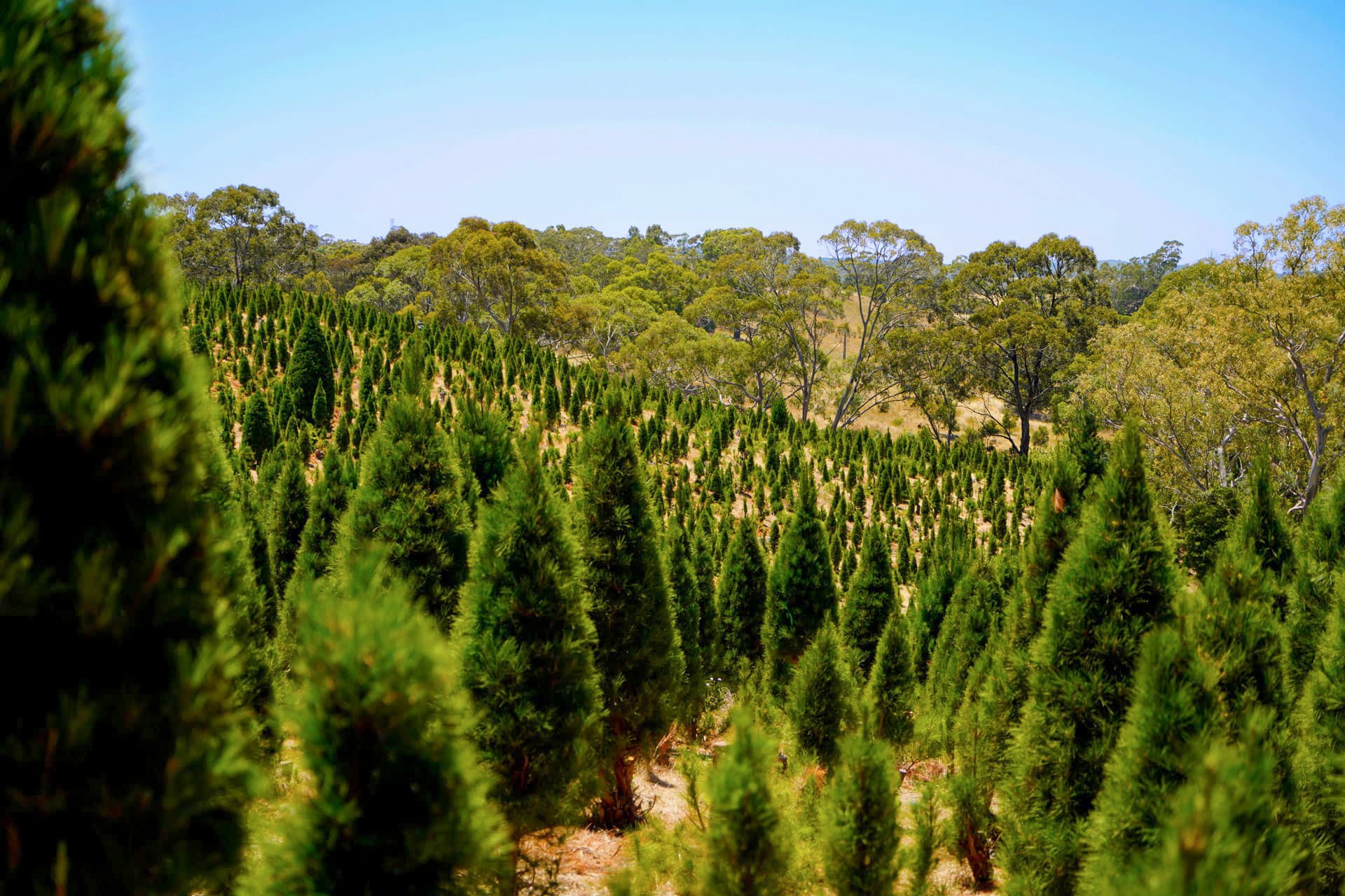 Photo of rows of fresh green Christmas trees ready to be harvested and delivered from Chandlers Hill Christmas Tree Farm, showcasing the forest, family-run farm, and professional Christmas tree delivery service