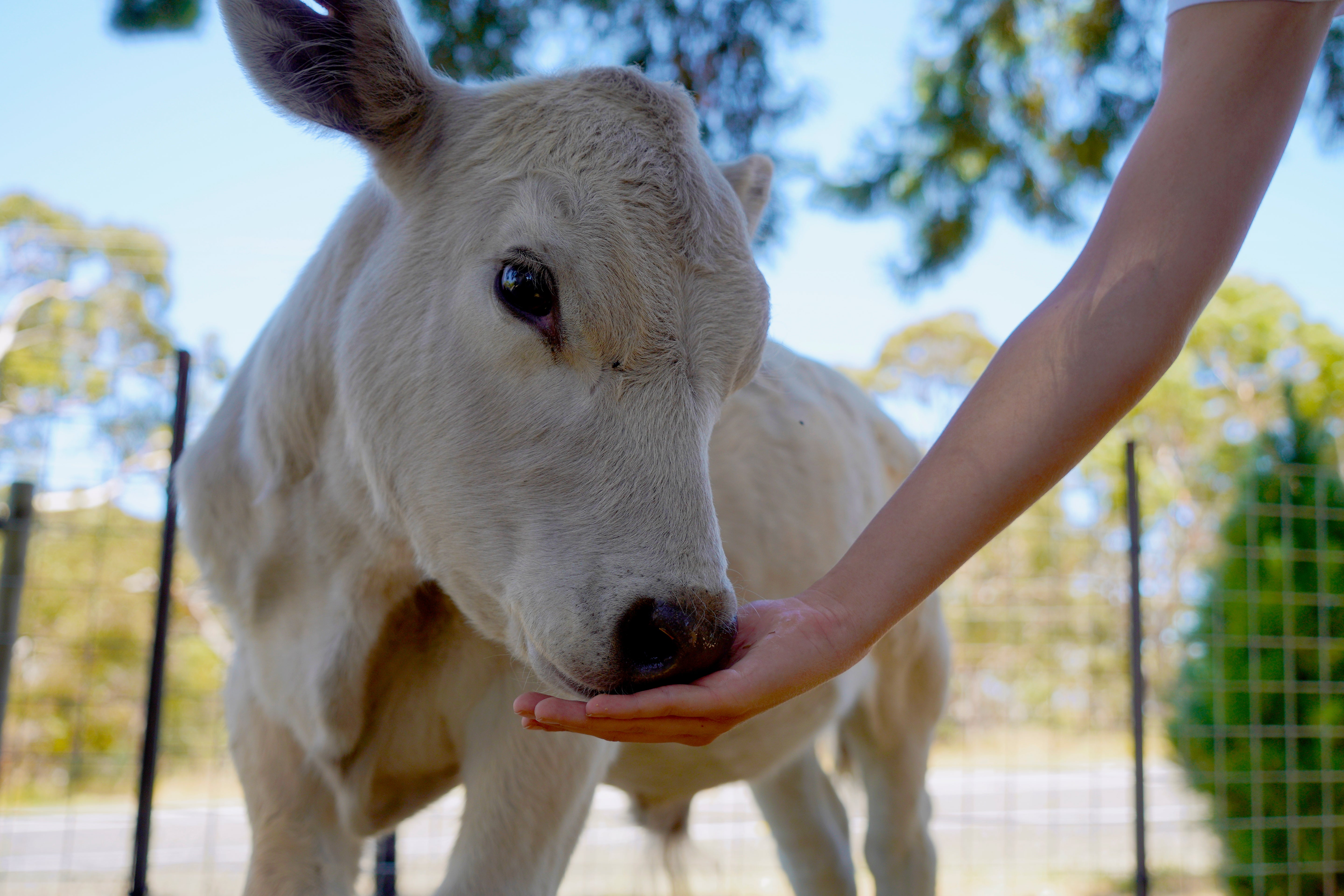 Photo of a guest feeding farm animals including goats, chickens, and sheep at Chandlers Hill Christmas Tree Farm, showcasing the family-friendly farm experience, festive atmosphere, and holiday activities among the Christmas trees and forest surroundings