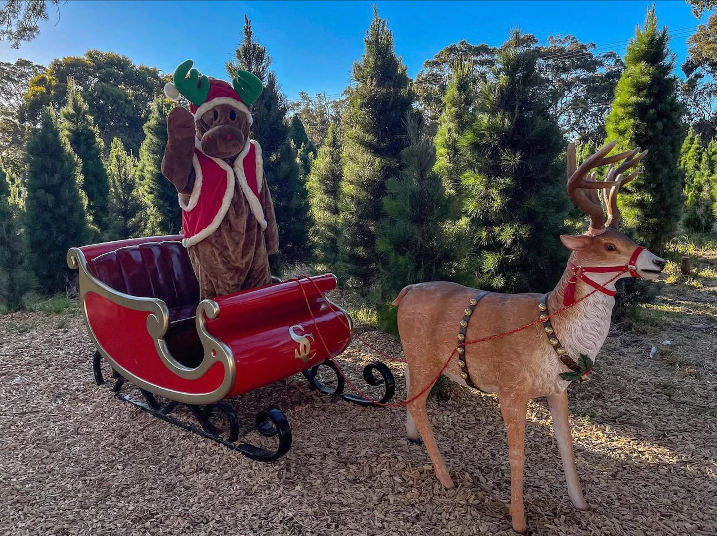 Photo of the farm’s reindeer mascot with Santa’s sleigh and reindeer in the forest at Chandlers Hill Christmas Tree Farm, showcasing the festive holiday atmosphere, Christmas trees, forest scenery, and family-friendly Christmas experiences