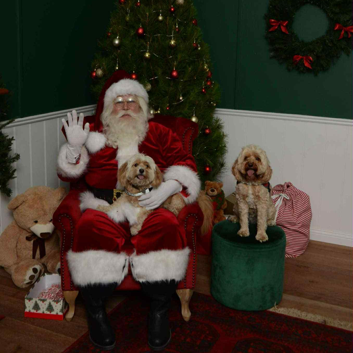 Photo of Santa with Dogs During Photo Experience in Cottage at Chandlers Hill Christmas Tree Farm
