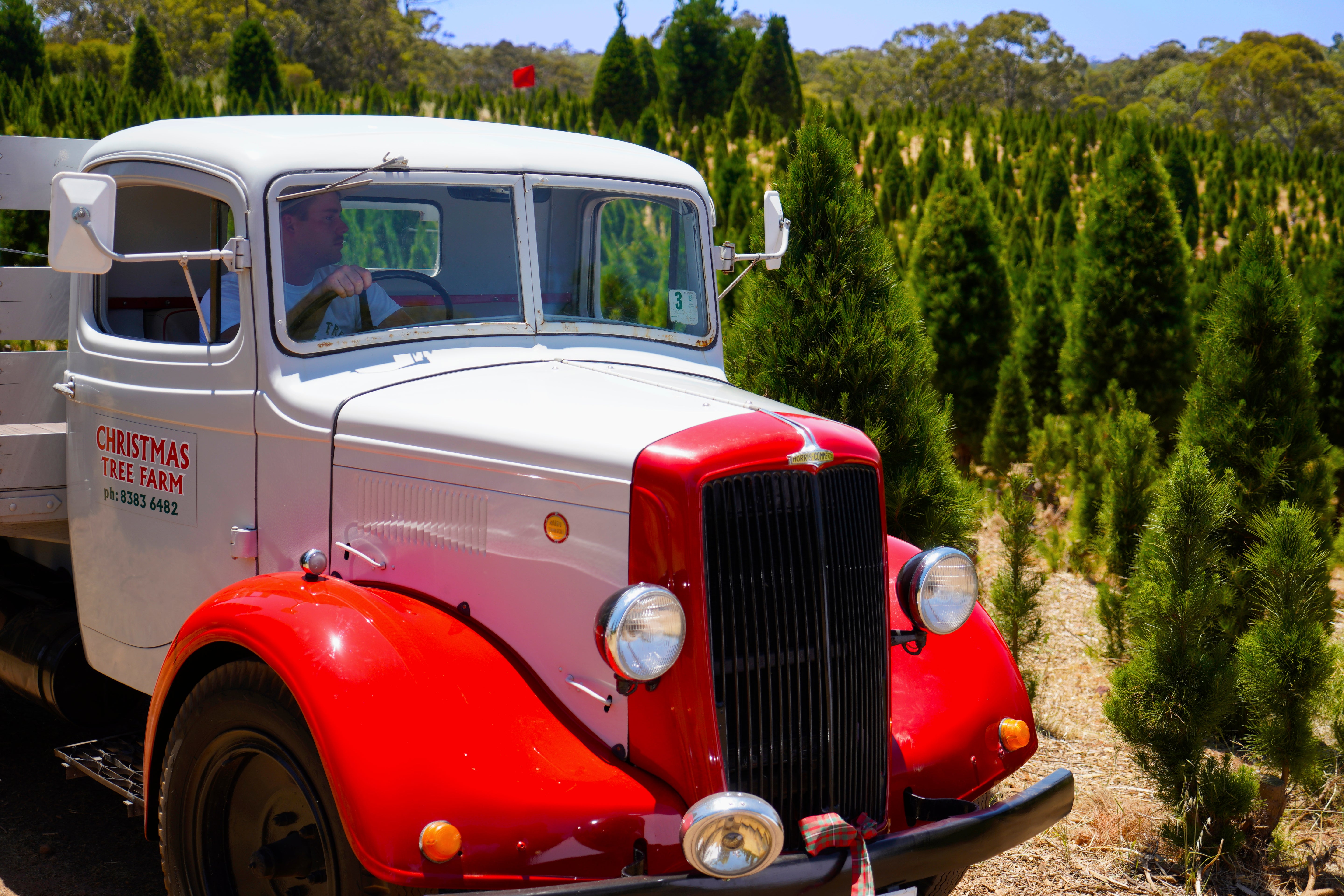 Christmas tree delivery truck in a forest at our Chandlers Hill Christmas tree farm in South Australia.