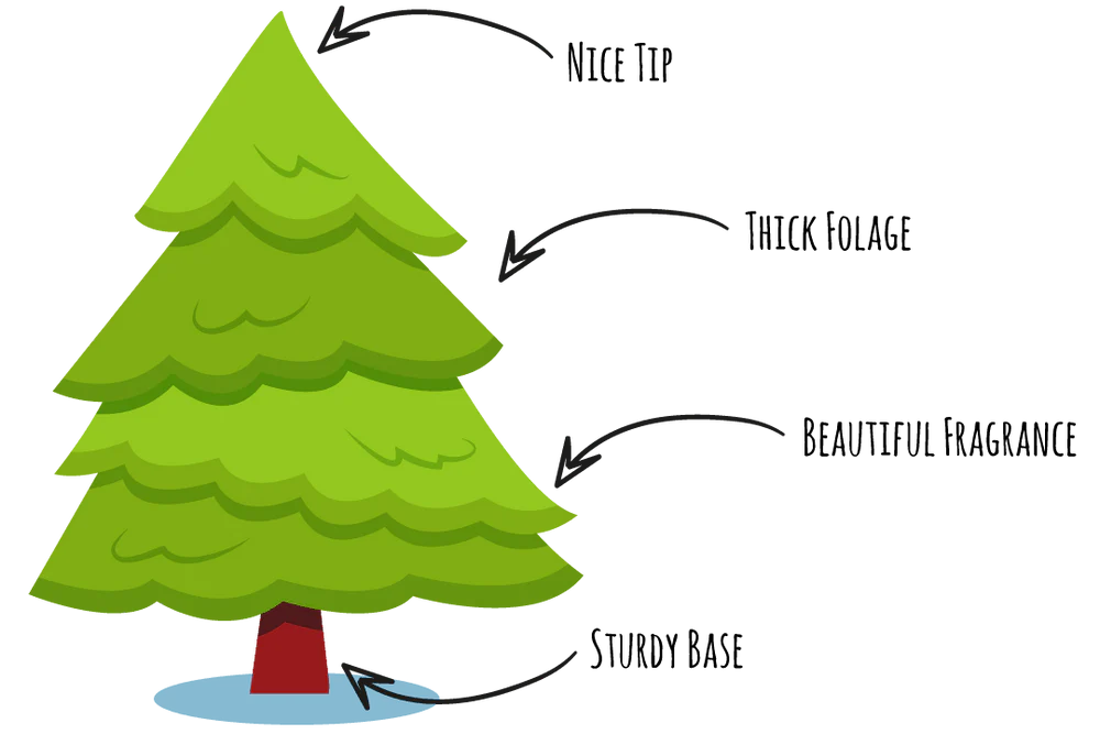 Illustration of a fresh, real Christmas tree with labeled features on a white background 