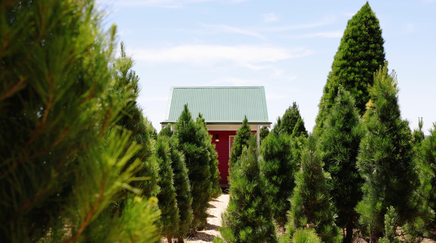Santa’s cottage nestled among the Christmas trees with a path leading to it at our Christmas tree farm.